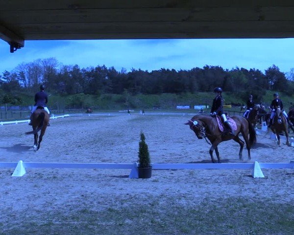 Reitturnier Colbitz 2024