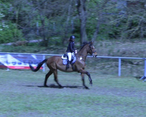 Reitturnier Colbitz 2024