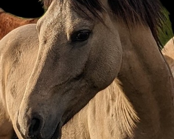 horse Aukoppels Doktor King Schultz (German Riding Pony, 2022, from Don Papa WE)