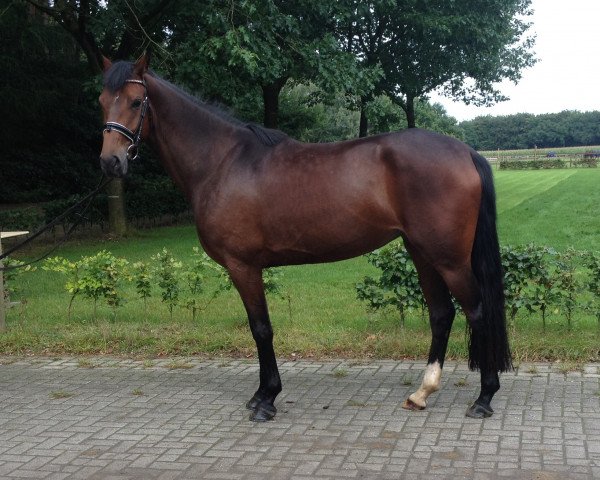 horse Rosali (Oldenburg, 2012, from Blue Hors Romanov)
