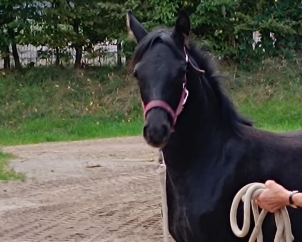 horse Kleine Sniper (Westphalian, 2023, from Kent Nagano WE)