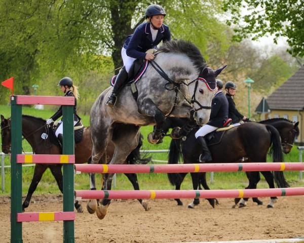 jumper Kiwi 53 (Holsteiner, 2017, from Caspian 9) jumper Kiwi 53 (Holsteiner, 2017, from Caspian 9)