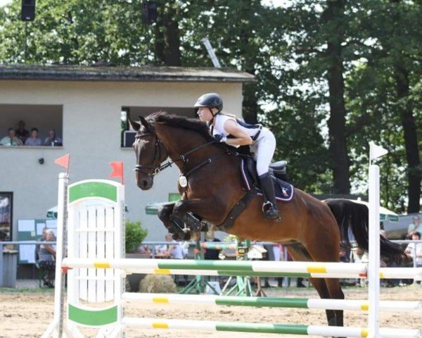 jumper Fandango K (Westphalian, 2006, from Felin) jumper Fandango K (Westphalian, 2006, from Felin)
