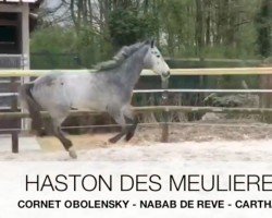jumper Haston des Meulières (Selle Français, 2017, from Cornet Obolensky)
