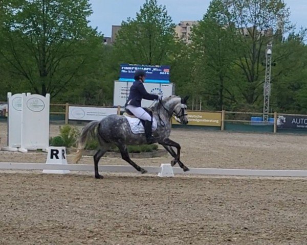 dressage horse Die Kleine Eisfee (German Riding Pony, 2015, from D-Day AT)