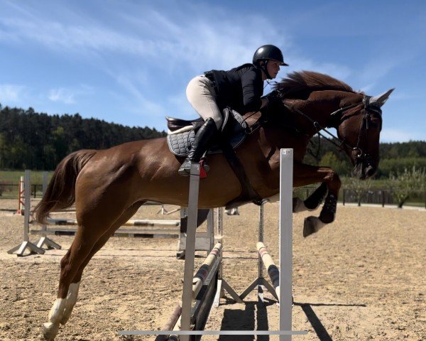 horse Qualibra (Hanoverian, 2019, from FRH Quaid)