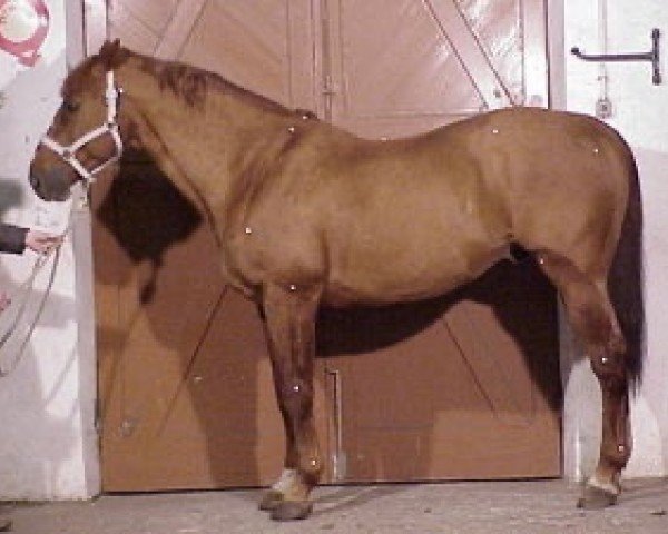 stallion Birdy du Gisors (Selle Français, 1989, from Le Tot de Semilly)