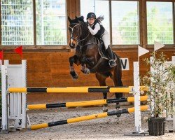 jumper Ferina (KWPN (Royal Dutch Sporthorse), 2010, from Wittinger)