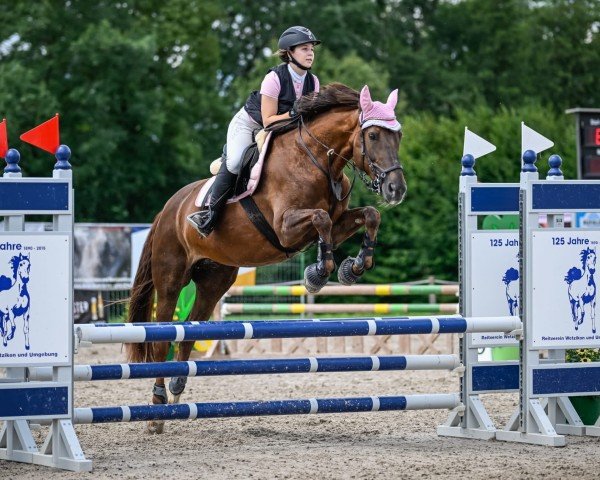jumper Red Rookie CH (Swiss Warmblood, 2007, from Red Chillie)
