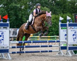 jumper Red Rookie CH (Swiss Warmblood, 2007, from Red Chillie)