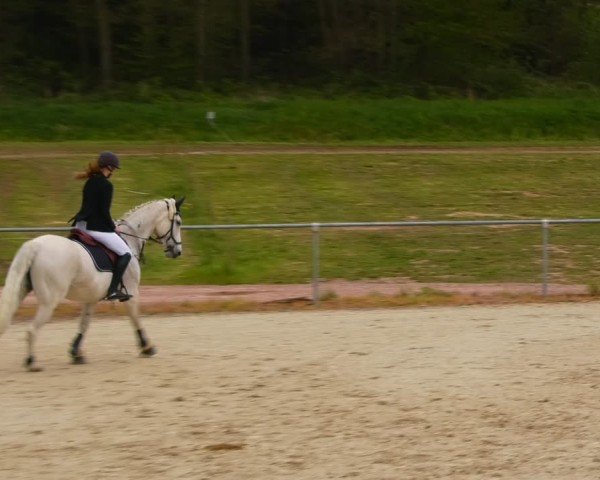 Reitturnier Bad Liebenstein/Sorga 2024