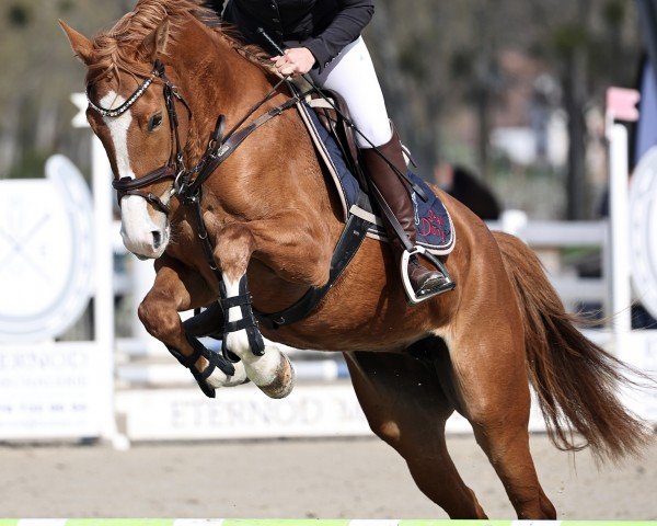 Zuchtstute Madeira CH (Schweizer Warmblut, 2020, von Vigo d'Arsouilles) Zuchtstute Madeira CH (Schweizer Warmblut, 2020, von Vigo d'Arsouilles)