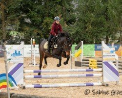 horse Corinna 123 (German Sport Horse, 2014, from Calibri)