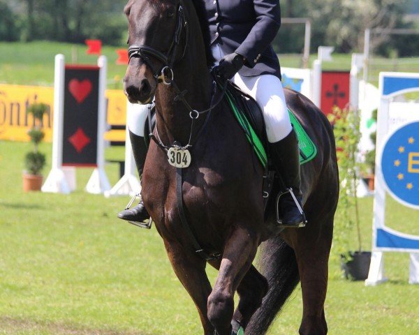 broodmare Zippels Candida (Holsteiner, 2010, from Cosido) broodmare Zippels Candida (Holsteiner, 2010, from Cosido)