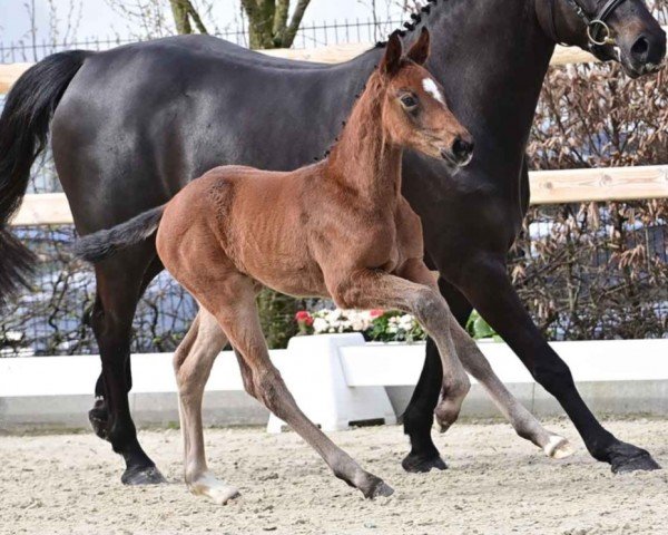 horse Zarrina du Moulin (Oldenburg show jumper, 2024, from Zirocco Blue) horse Zarrina du Moulin (Oldenburg show jumper, 2024, from Zirocco Blue)