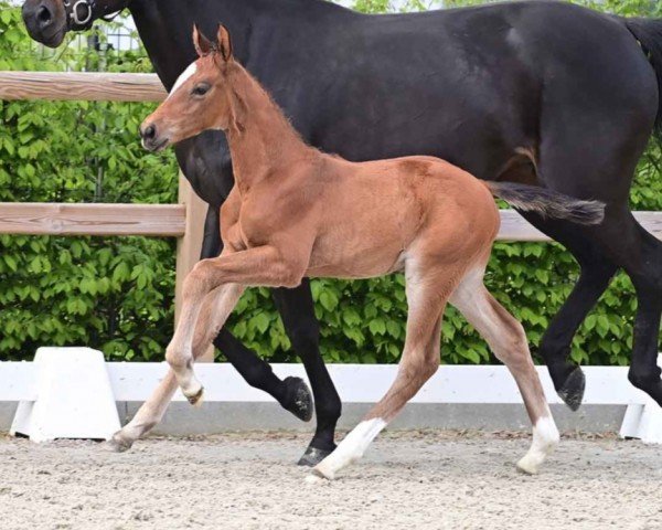 horse V-Energy (Oldenburg show jumper, 2024, from Verdi)