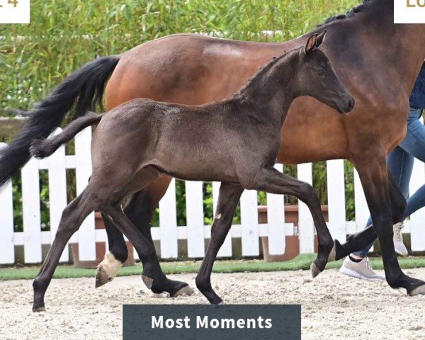 horse Pferd von Most wanted Ner / V-Plus (Oldenburg, 2024, from Most Wanted Nero Von Bellin)