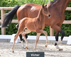 Cavallo Hengst von V-Power / Baron (Oldenburger, 2024, di V-Power)