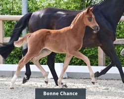 Cavallo Stute von Bon Courage / Dimaggio (Oldenburger, 2024, di Bon Courage 4)