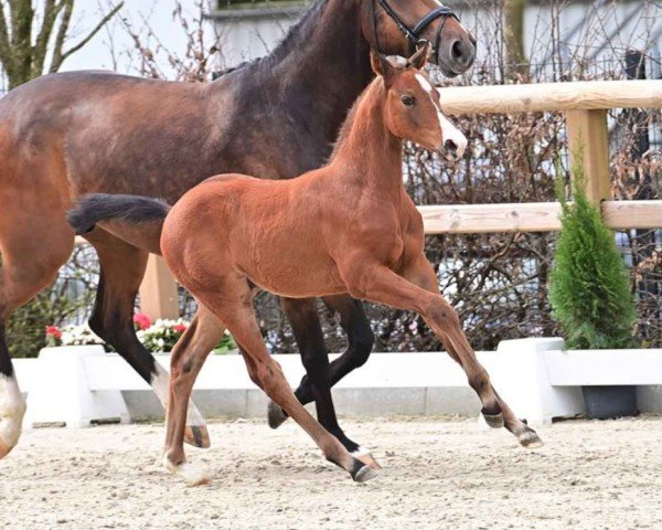 horse Hengst von Chaccothage Blu / Ogano (Oldenburg show jumper, 2024, from Chaccothage Blue PS)