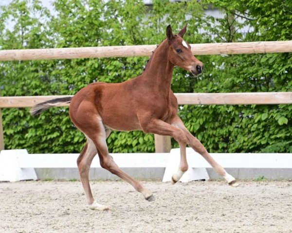 horse Hengst von Diablue PS / Verdi (Oldenburg show jumper, 2024, from Diablue PS)