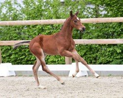 Pferd Hengst von Diablue PS / Verdi (Oldenburger Springpferd, 2024, von Diablue PS)