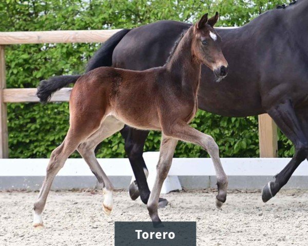 horse Hengst von Total Diamond / Fürst Heinrich (Oldenburg, 2024, from Total Diamond PS)