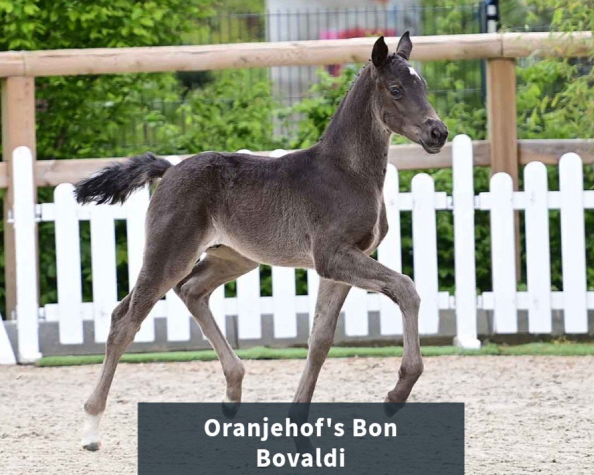 horse Oranjenhof's Bon Bovaldi (Oldenburg, 2024, from Bon Bolero OLD)