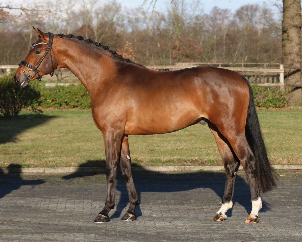 stallion Bon Bolero OLD (Oldenburg, 2020, from Bon Vivaldi NRW)