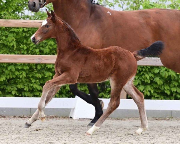 Pferd Chester (Oldenburger Springpferd, 2024, von Casallco)