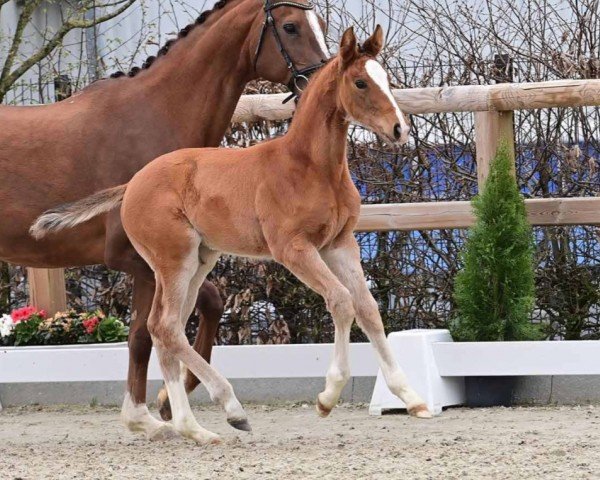 horse Hengst von Verdi / Lordanos (Oldenburg show jumper, 2024, from Verdi)