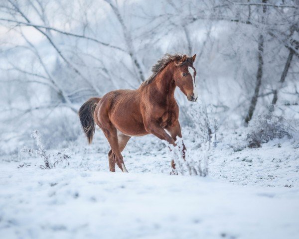 horse Niedlicher Norbert (Trakehner, 2022, from Phlox)