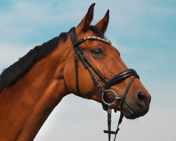 horse Géleva (KWPN (Royal Dutch Sporthorse), 2011, from Sandreo)