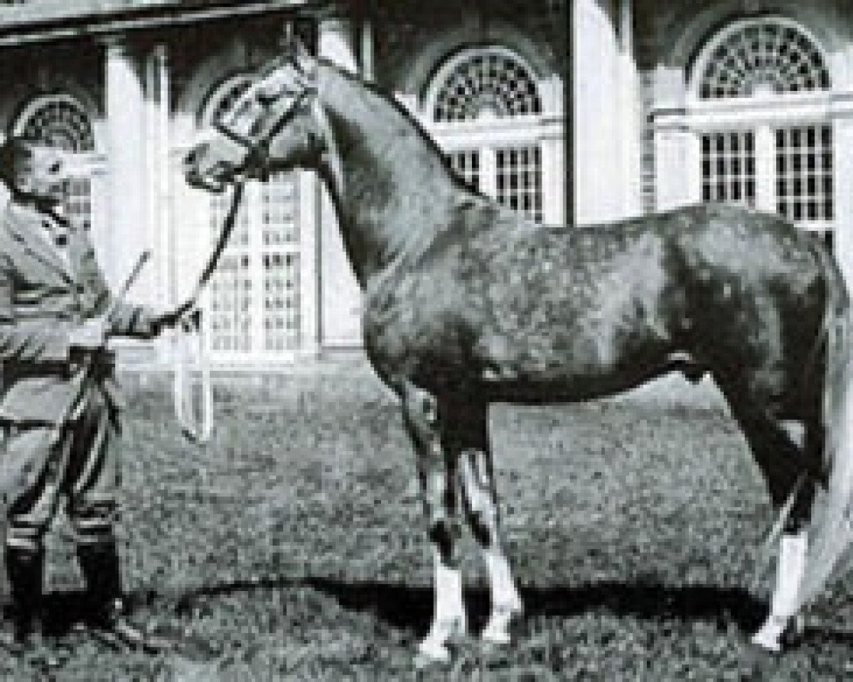 stallion Silfire ox (Arabian purebred, 1932, from Nureddin II 1911 ox)
