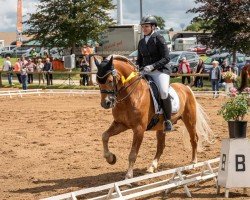 stallion Nudossi (Edelbluthaflinger, 2012, from Novellino (16,80% ox))