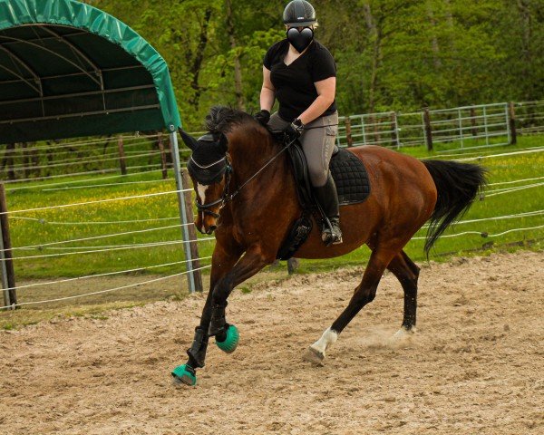 jumper Ramina 202 (German Warmblood, 2014, from Unbekannt)