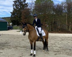 dressage horse Fado 12 (Lusitano, 2010, from Gaiato)