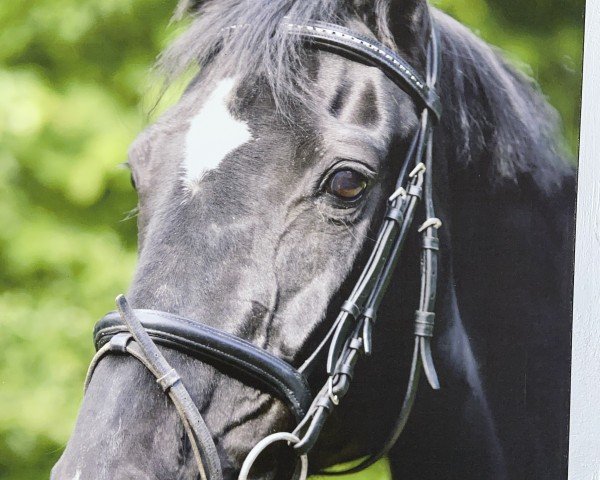 horse Larissa 338 (Hessian Warmblood, 1987, from Luxus)