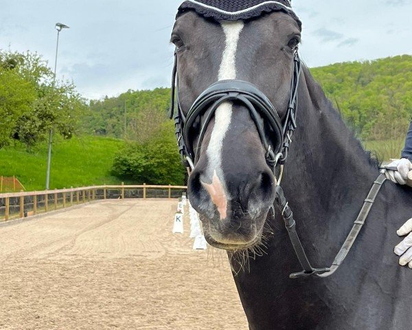 Dressurpferd Elandro (KWPN (Niederländisches Warmblut), 2009, von Tolan R)