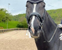 Dressurpferd Elandro (KWPN (Niederländisches Warmblut), 2009, von Tolan R)