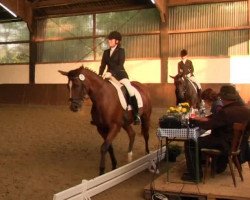 dressage horse Amy 112 (Oldenburg, 2001, from Askar AA)