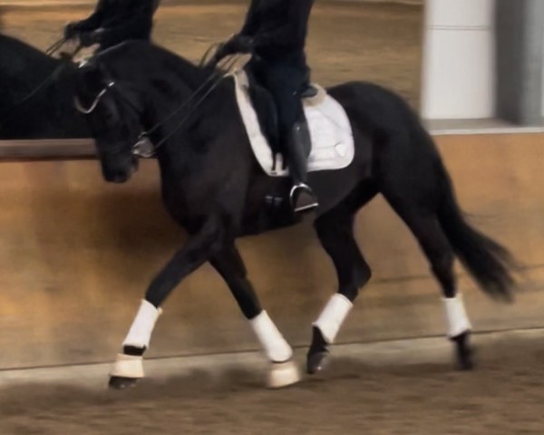 horse Manzano 6 (German Sport Horse, 2016, from E.H. Millennium)