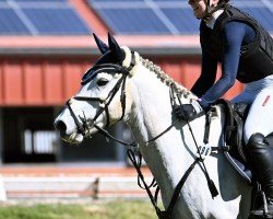 jumper Corofin Master (Pony without race description, 2015)