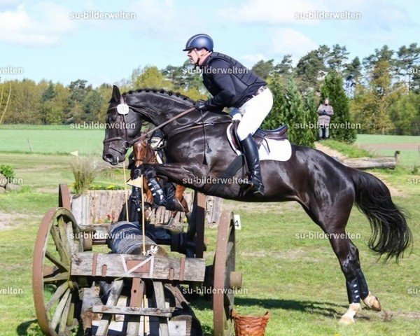 Springpferd Kaia Kannan (Hannoveraner, 2016, von Kannan) Springpferd Kaia Kannan (Hannoveraner, 2016, von Kannan)