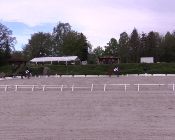 Reitturnier Pietzpuhl 2024