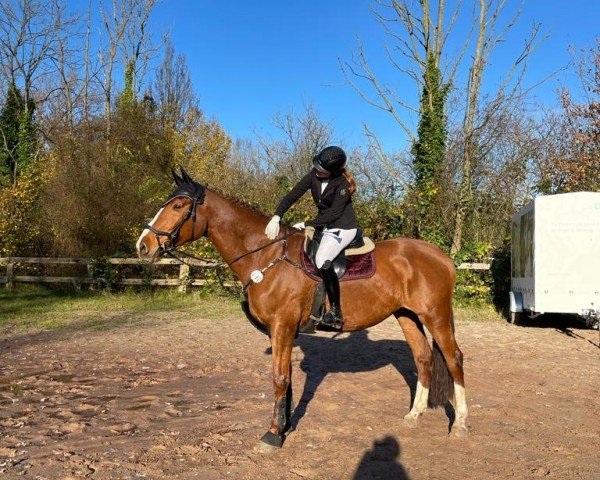 broodmare Kalana-Centana (Oldenburg show jumper, 2009, from Cento)