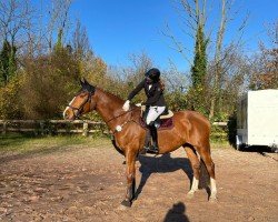 broodmare Kalana-Centana (Oldenburg show jumper, 2009, from Cento)