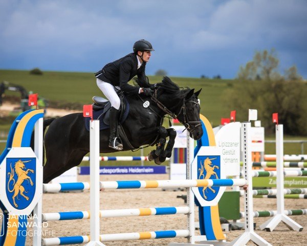 jumper Sambucca 27 (Württemberger, 2011, from Swarovski)