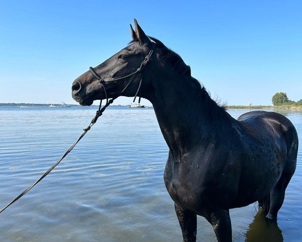 dressage horse Florentine (Hanoverian, 2010, from Florimon 157 FIN (ex. Firebird))