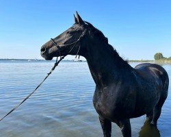dressage horse Florentine (Hanoverian, 2010, from Florimon 157 FIN (ex. Firebird))